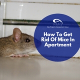 How To Get Rid of Mice in Apartment
