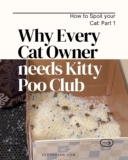 Ways to Spoil your Cat: Get Kitty Poo Club