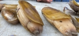 Digging Razor Clams on the Oregon Coast –