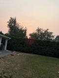 Dogs During Wildfire Season