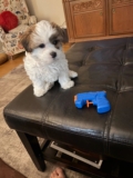 Frankie Comes Home: Puppy Orientation, Dexter and a New Beginning
