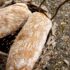 Homemade Dog Food | A Healthier Pup!