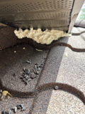 Dead Rodent Smell in Wall? Find It Before Guests Do