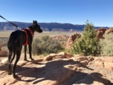 Hiking With Dogs – 7 Essentials For Desert Trails