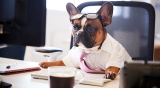 JLT is on the lookout for the neighbourhood’s first Chief Dog Officer