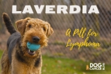 Treat Lymphoma With a Pill