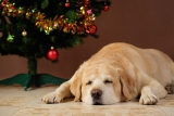 It’s Not Always the Most Wonderful Time of the Year (If You’re a Vet, Pet, or Pet Parent) – Dogster