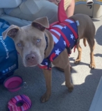 Helping Dogs Cope With Loud Noises – Pibbles & More Animal Rescue