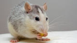 Two Condemnation Notices Later, a Steelton Home’s Rat Problem Became a Criminal Case
