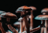Microdosing Mushrooms | A Guide to Tripping Without the Trip
