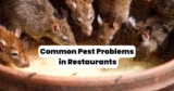 The 5 Most Common Pests in Louisiana Restaurants