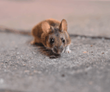 Common Signs of Pest Infestations & How to Identify Them