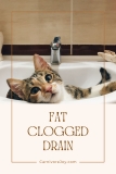 Best Fixes for Fat-Clogged Sinks (Tried Them All!) – Carnivore Joy