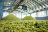 2026 Oregon Hop Harvest Looks Promising For Farmers & Brewers — New School Beer + Cider