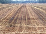 Waiting — A Farm Wife