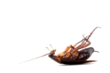 What Building Envelope Performance Factors Influence Long-Term Pest Control Effectiveness in Residential and Commercial Structures?