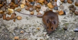 How Does Pest Control Correlate Structural Moisture Dynamics With Pest Activity to Improve Preventive Treatment Planning?