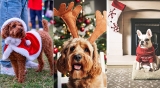 Tail-wagging Christmas events for dogs in Dubai