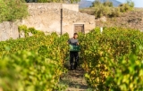The return of harvest in Pompeii, a new beginning for the story of humanity thanks to wine