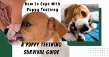 How to Cope With Puppy Teething