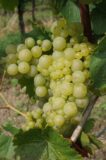 A Tour of Wine Grapes: Riesling — EverWonderWine?