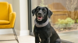 This Award-Winning, AI-Powered Smart Collar is $120 Off for Black Friday and Cyber Monday – Dogster