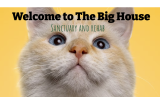 The World’s Only Sanctuary for Severely Overweight Cats: The Big House Sanctuary and Rehab