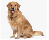 Why Professional Dog Training Matters for Emotional Support Animals