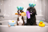 Two Fashionable Rescue Pups – Play Pet Brands