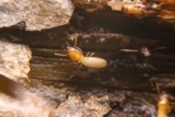 What Monitoring Interval Strategies are Used in Sentricon Systems to Detect Early Subterranean Termite Activity?