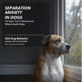 Dog Separation Anxiety: Signs and Solutions | USA Dog Behavior