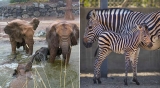 Sharjah Safari reopens with new animal encounters and tours