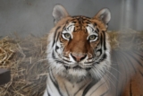 Oakland Zoo Welcomes New Tiger Rescue