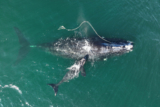 Congress Should Not Delay North Atlantic Right Whale Protections