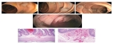Official journal of the American College of Gastroenterology