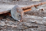 Rodent Awareness Week: SC & NC Hotspots