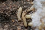 How Does Termite Baiting Utilize Trophallaxis Pathway Analysis to Distribute Active Ingredients Throughout Hidden Colony Networks?