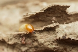 What Foraging Competition Factors Influence Station Discovery Rates During Termite Baiting Programs?