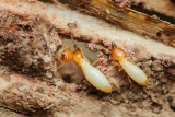How Does Termite Baiting Account for Colony Fragmentation Risks When Designing Long-Term Monitoring and Elimination Strategies?