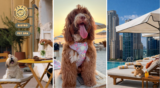 5 things to do in Dubai with your pets