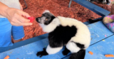 This Hidden Animal Sanctuary In Florida Offers An Unforgettable Lemur Encounter