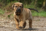 Ultimate Tosa Inu Puppy Shopping List: Checklist of 23 Must-Have Items
