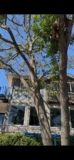 Tree Risk Assessment Shumard Red Oak | Granbury, Texas