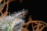 100% More THC = 15% Stronger High. So Why Did Weed Spend 30 Years Chasing the Number?