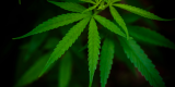 The Growing Popularity of Hemp Products in India– The Trost