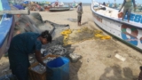 Silt, Sea and Coastal Engineering