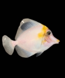 Unveiling a $35,000 Marvel: How the 24-Year-Old ‘Koral King’ Brought the World’s Rarest Tang to RAP | Reef Builders