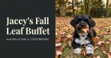 Eating Leaves, Upset Stomachs and Seasonal Allergies
– 4-Legger