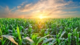 Farm Groups Urge Senate to Revive Bipartisan Farm Bill After Committee Setback