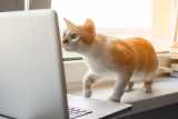 Free Digital Upgrades for NYC Animal Rescues — Catster